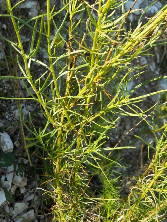 Senecio inaequidens